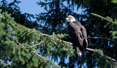 A bald eagle at Alaska's Eagle Beach. (Chris Bentley/Here & Now)