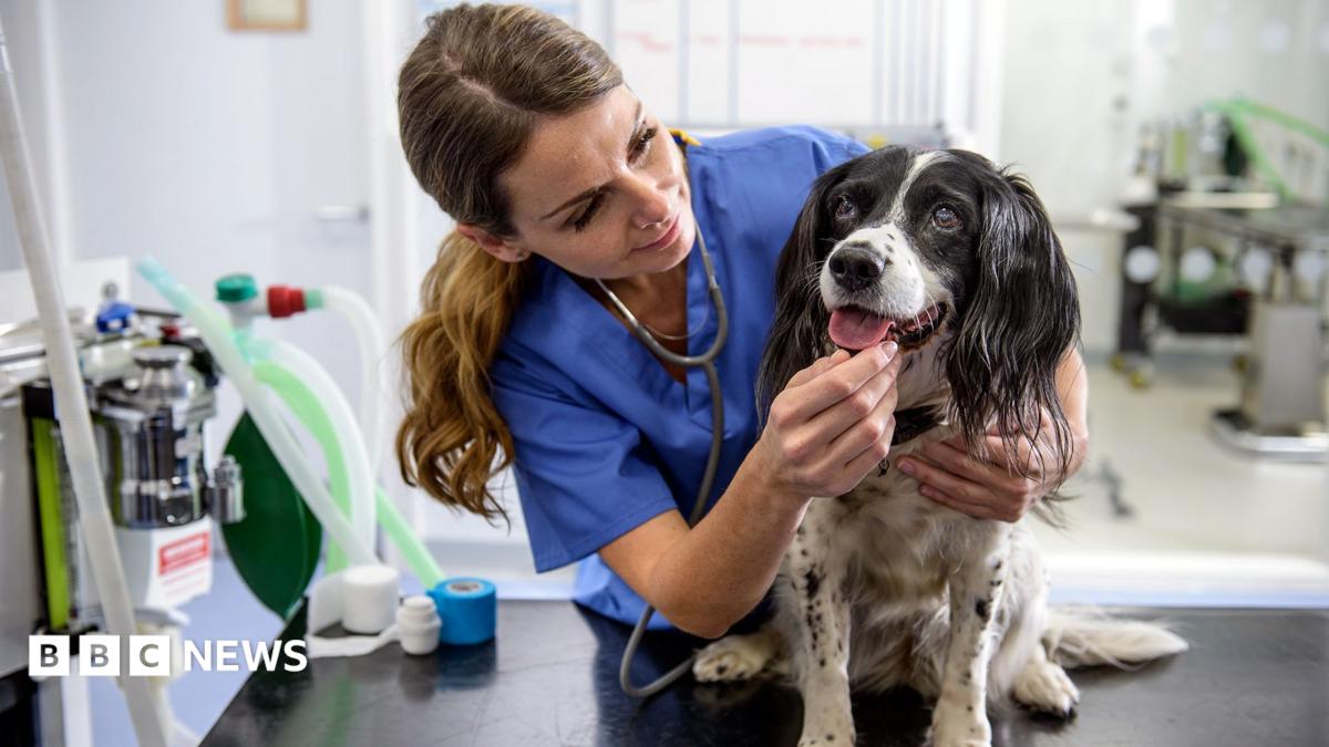 A veterinary nurse stands in blue uniform and handles a small black and white dog sitting on a table at the vets
