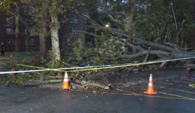 NYCHA employee struck and killed by falling tree in Brooklyn