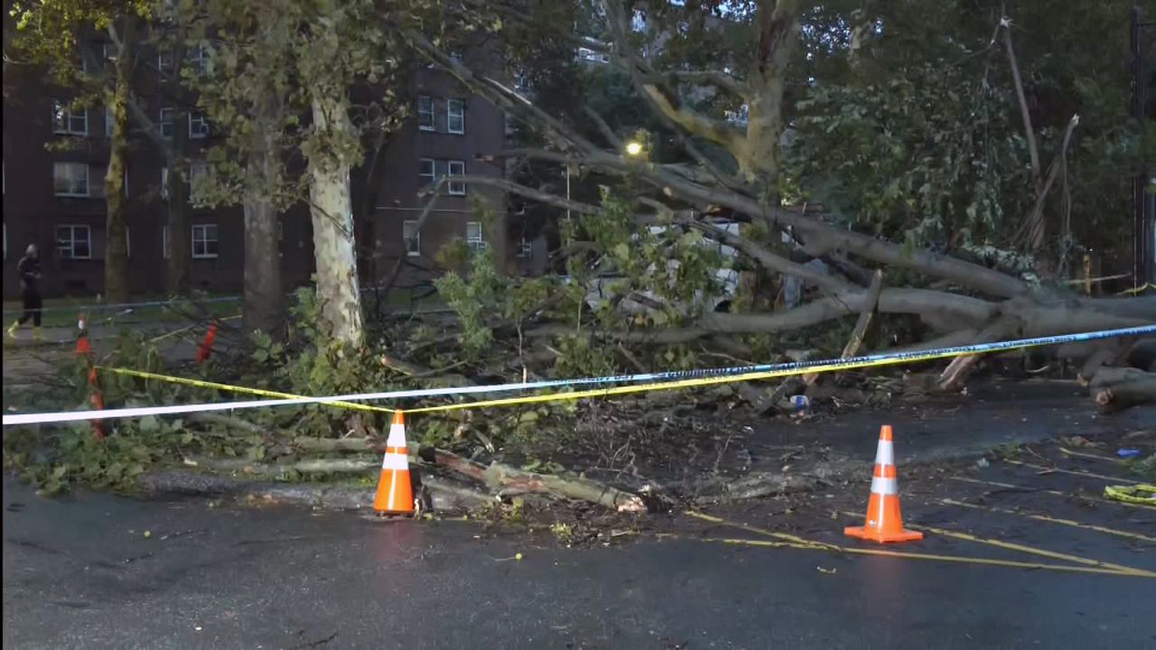 NYCHA employee struck and killed by falling tree in Brooklyn