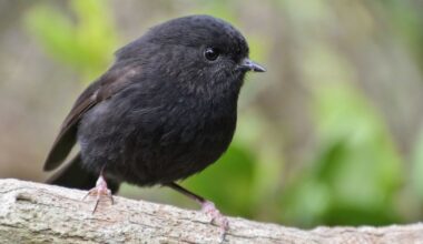 New Zealand’s Bird of the Year 2026 is a tiny black robin