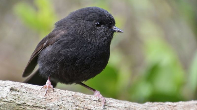 New Zealand’s Bird of the Year 2026 is a tiny black robin