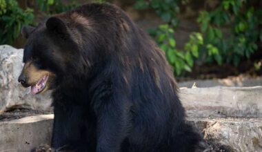 Bear attacks 17-year-old girl while inside her bedroom in Durango