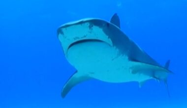 Swimmer killed in shark attack in front of horrified beachgoers in Australia: "I could see a pool of blood"