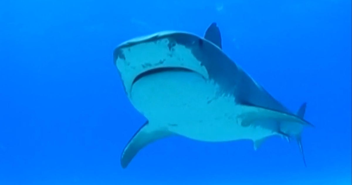 Swimmer killed in shark attack in front of horrified beachgoers in Australia: "I could see a pool of blood"