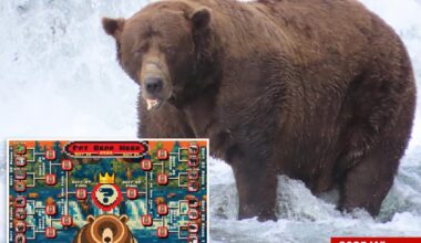 Fat Bear Week returns: meet the contenders and cast your vote