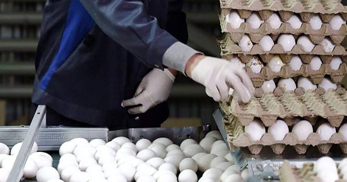 Iran, where eggs are a better bet than cash