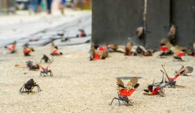 Residents urged to kill the invasive spotted lanternfly as the pest spreads across Mass.