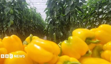 Rows of crops inside a glass house with brown sagging leaves where the produce should be