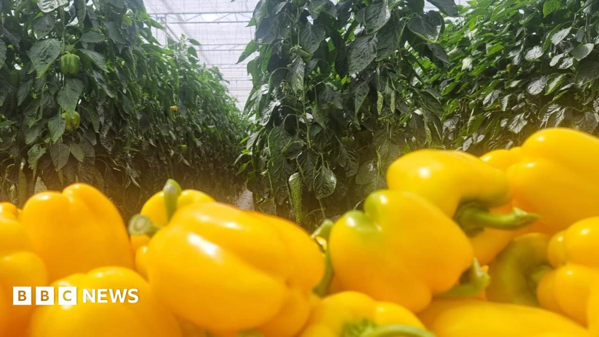 Rows of crops inside a glass house with brown sagging leaves where the produce should be