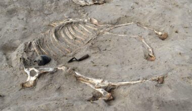 Scientists unearth complete remains of Egyptian warhorse given honorific burial some 3,000 years ago