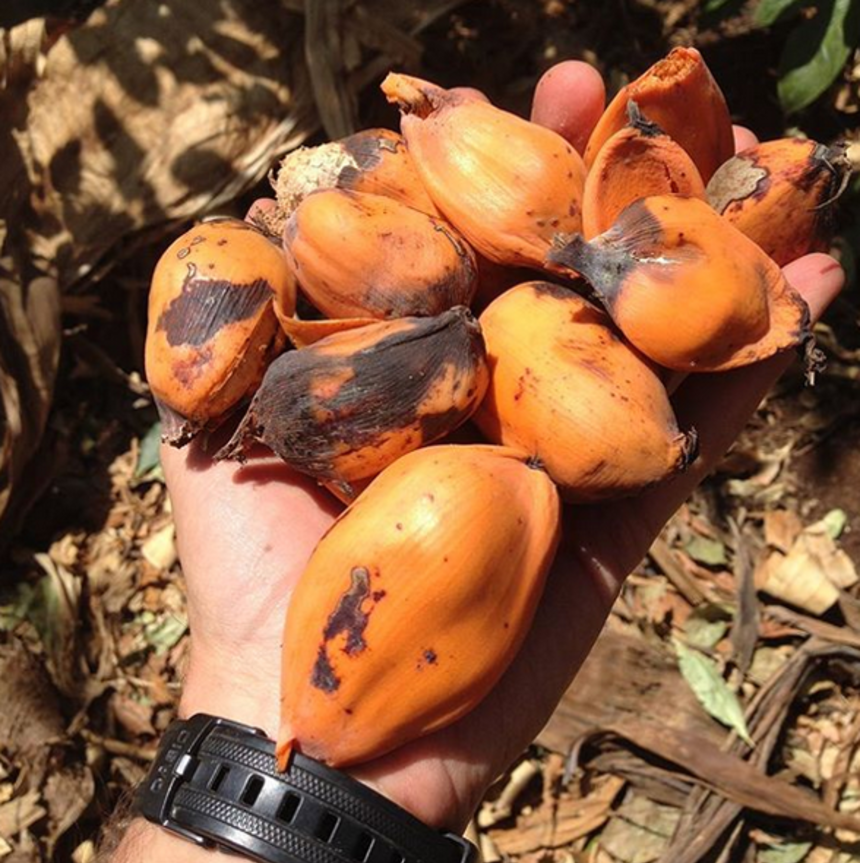 There is little appetite for enset's seedy fruit.