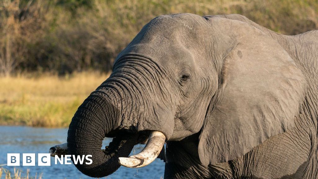 Botswana condemned for slaughtering 23 elephants for independence celebrations - BBC