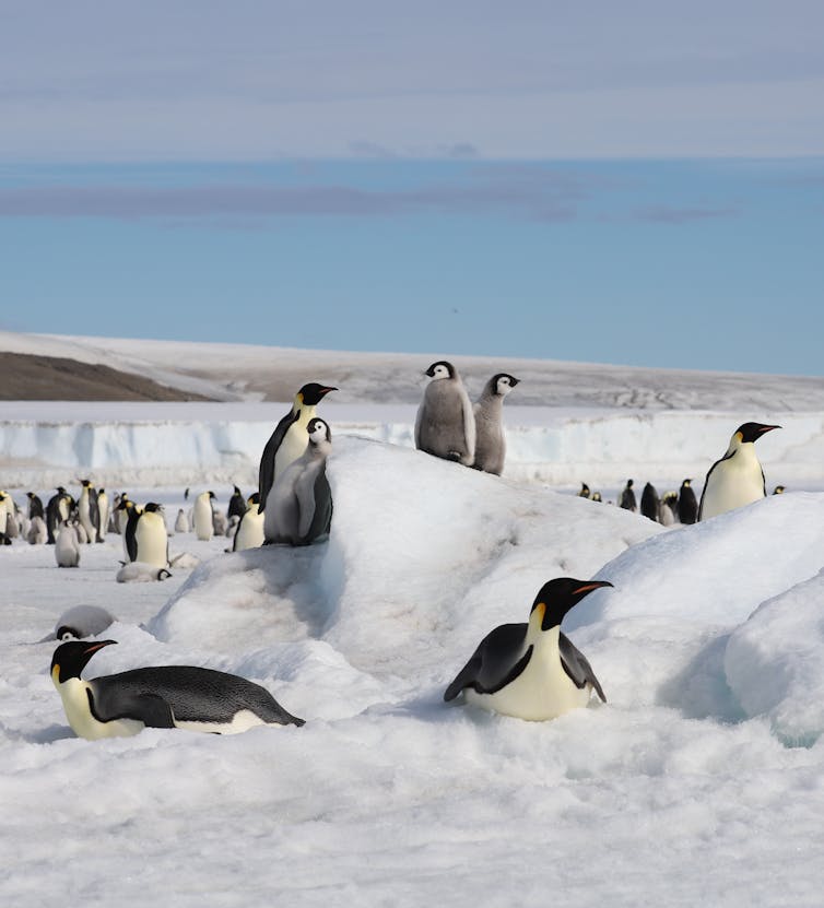penguins standing on snowy mound, ice landscape in background, blue sky
