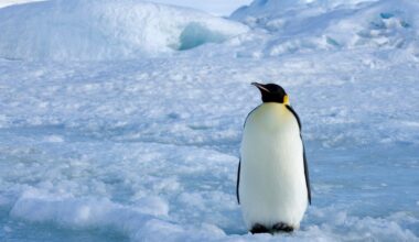 Using a radar satellite to track emperor penguins in winter is changing our understanding of the species