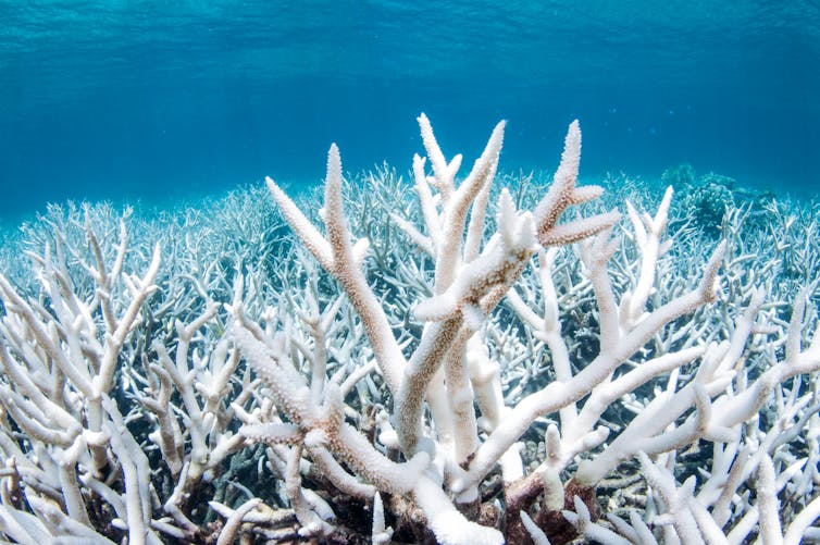 White bleached coral in a blue sea.