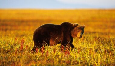 6 people killed in bear attacks in Siberia, as official warns one town is "under siege"