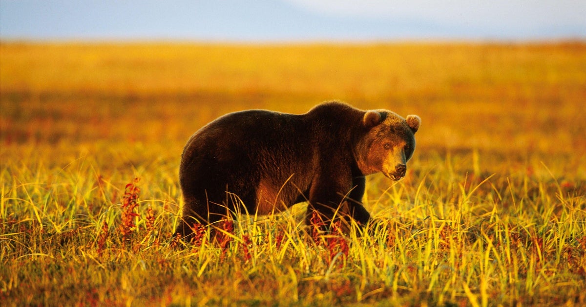 Brown Bear Of Kamchatka, In Russia In 1999-