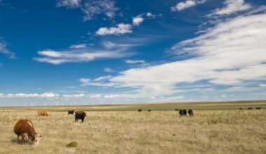 Wyoming ranchers struggling amid drought, higher costs and new pressures from beef imports