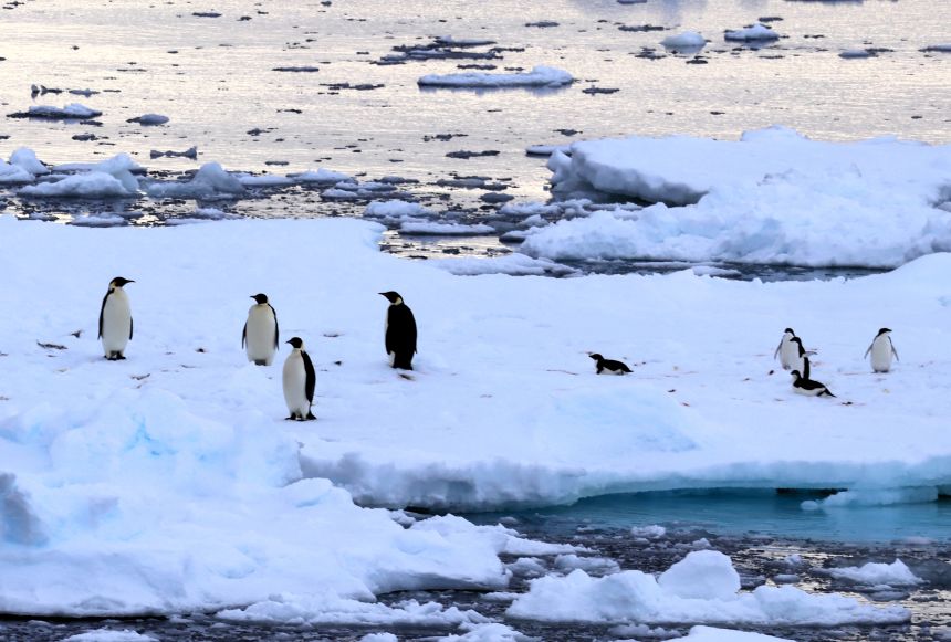 An emperor penguin (left) and Adélie penguins stand together on drifting ice on December 15, 2025 in Antarctica.