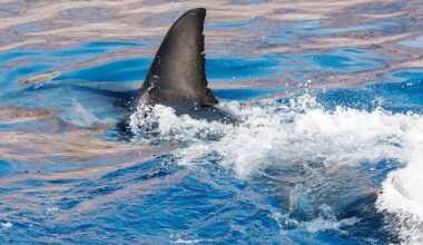 Swimmer killed in shark attack off popular Western Australia beach
