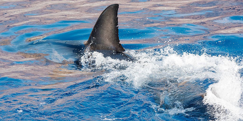 Swimmer killed in shark attack off popular Western Australia beach