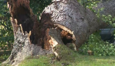 Massive tree down knocks out power in southwest Atlanta neighborhood – WSB-TV Channel 2