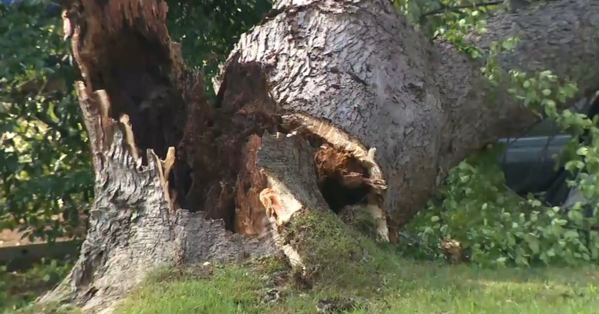Massive tree down knocks out power in southwest Atlanta neighborhood – WSB-TV Channel 2