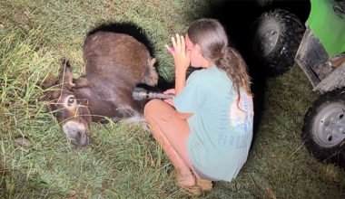 Georgia cop kills beloved pet donkey in his own pasture as heartbroken owner demands justice: 'We miss him'