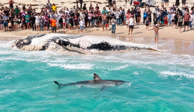 16-Foot Great White Triggers Feeding Frenzy Just Yards From Perth Beach Crowd (Video)