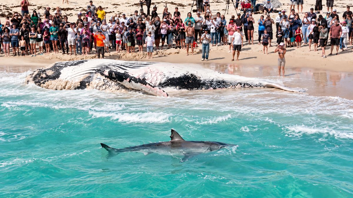 16-Foot Great White Triggers Feeding Frenzy Just Yards From Perth Beach Crowd (Video)
