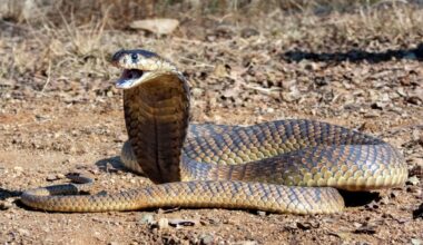 In India, drunk man is bitten 3 times by cobra, kills it, and tries to bite it back