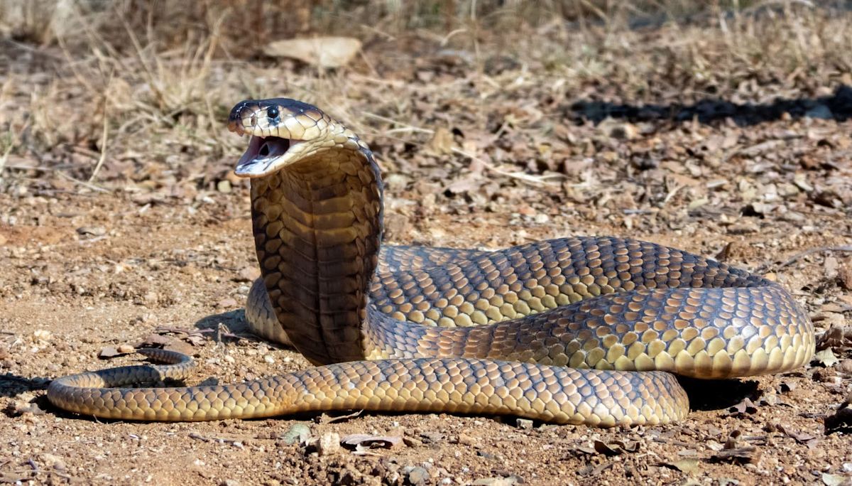 In India, drunk man is bitten 3 times by cobra, kills it, and tries to bite it back