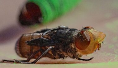 Texas releases 700 million sterile flies that glow under UV to stop flesh-eating screwworm