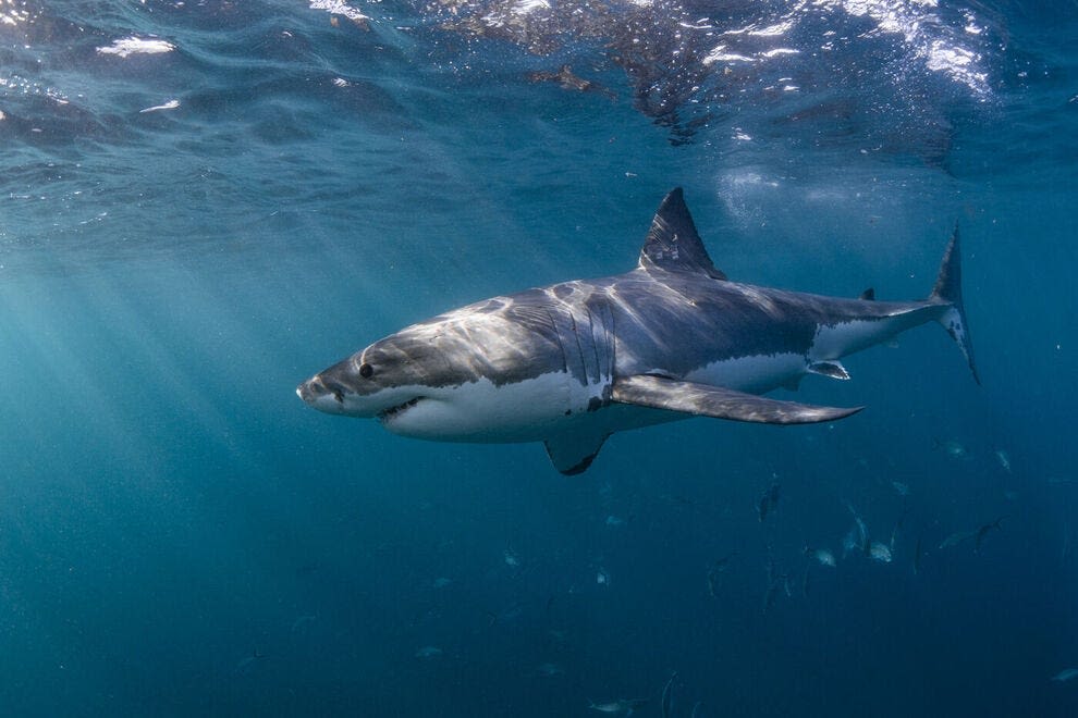 'Like a scene off Jaws.' Shark kills swimmer at busy beach