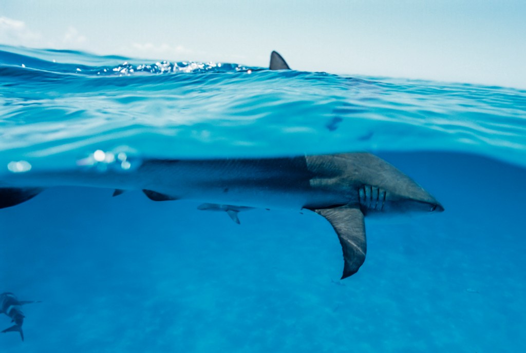 A Caribbean reef shark swimming near the surface of blue water with its dorsal fin visible above the waterline.