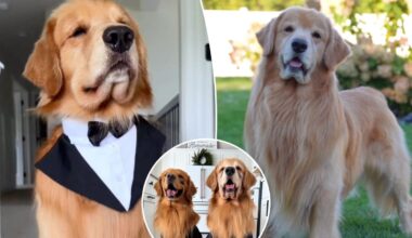 Tucker Budzyn, viral Golden Retriever sensation, dies at 8 after cancer diagnosis