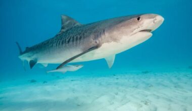Tourist, 37, attacked by shark during dolphin excursion in the Bahamas