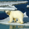 Unraveling The Mysteries Of Arctic Warming