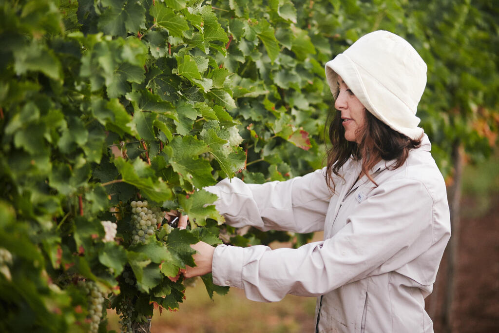 Tabor Winery’s ecological vineyards (Photo: Liron Harel) הכרמים האקולוגים של תבור
