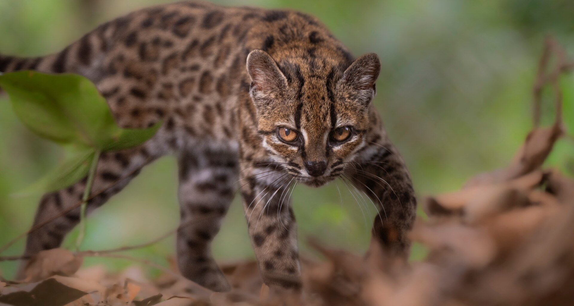 New Bolivian cat claws its way into species list: What we meow | Wildlife News