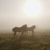 'The Seer:' Wendell Berry And The Vanishing Beauty Of Small Farms