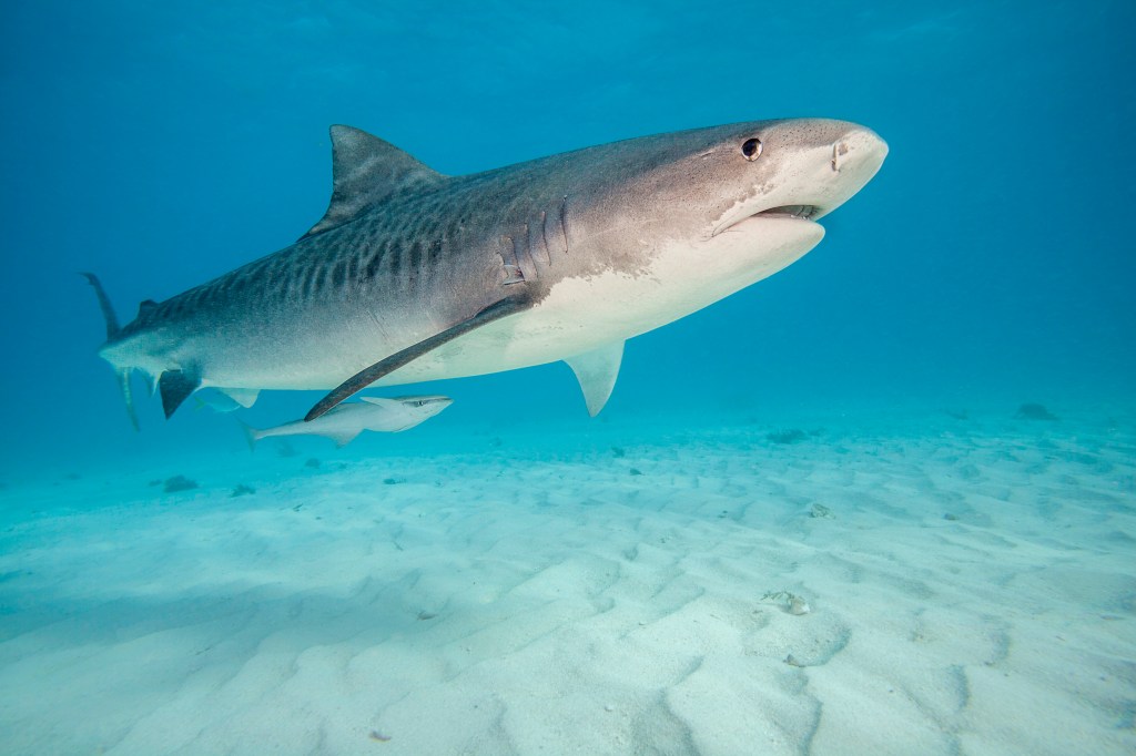 Tiger shark swimming over a sandy ocean bottom with a remora attached.
