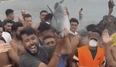 Ceuta: Illegal migrants triumphantly hold baby dolphin aloft after ‘whacking it over the head’ in horror attack