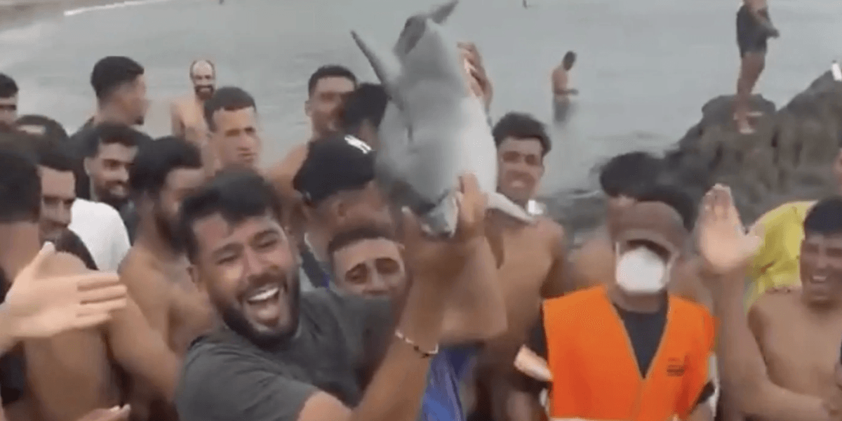 Ceuta: Illegal migrants triumphantly hold baby dolphin aloft after ‘whacking it over the head’ in horror attack