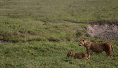 Investigation into 10 lion deaths in Tanzania focused on poisoning : NPR