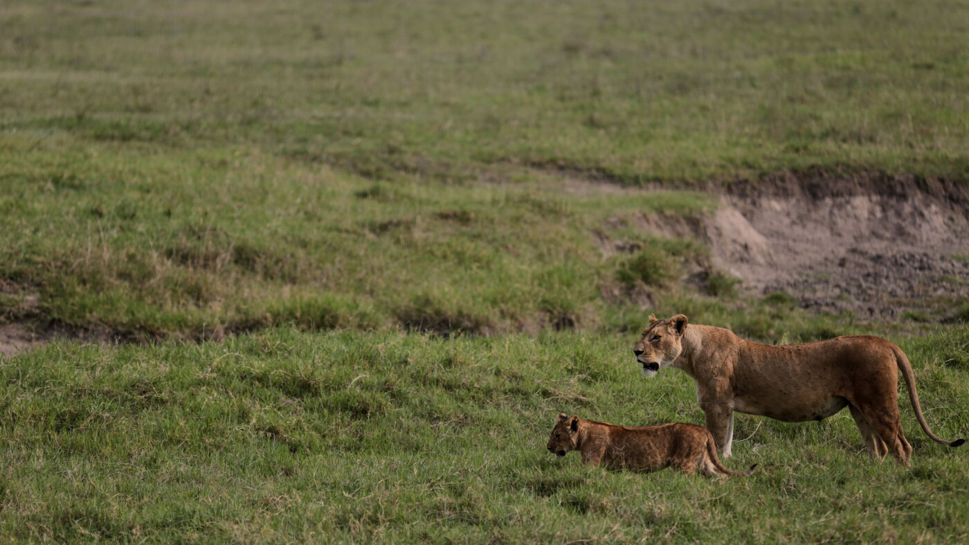 Investigation into 10 lion deaths in Tanzania focused on poisoning : NPR