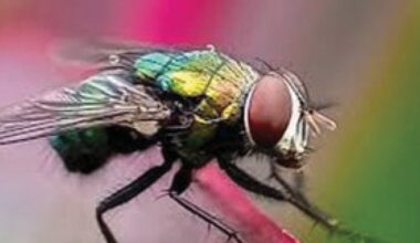 New Mexico registers second New World screwworm case in Grant County