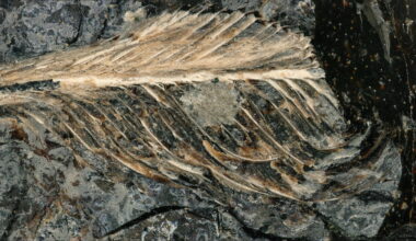 Ancient bird feather discovered in fossilized dinosaur dung : NPR