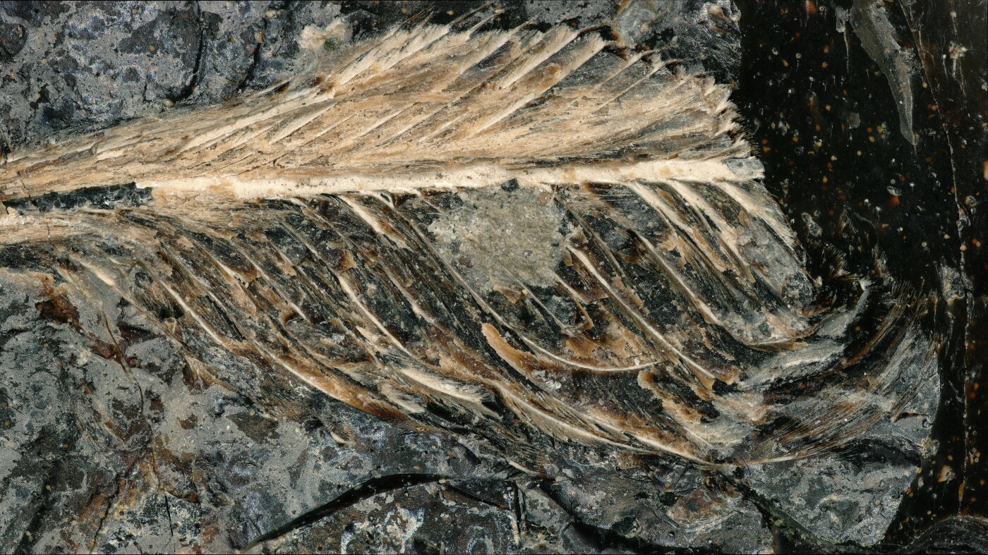 Ancient bird feather discovered in fossilized dinosaur dung : NPR